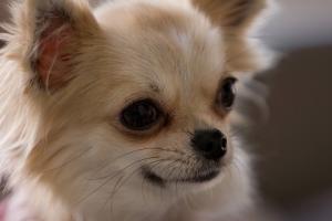 磯子・都筑・瀬谷・港南区） ◆ペット飼育可能物件！